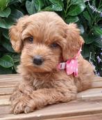 Mini Australian Labradoodle pups met stamboom, Dieren en Toebehoren, Overige rassen, CDV (hondenziekte), 8 tot 15 weken, Meerdere dieren