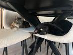 Poes en kater herplaatsing, Meerdere dieren