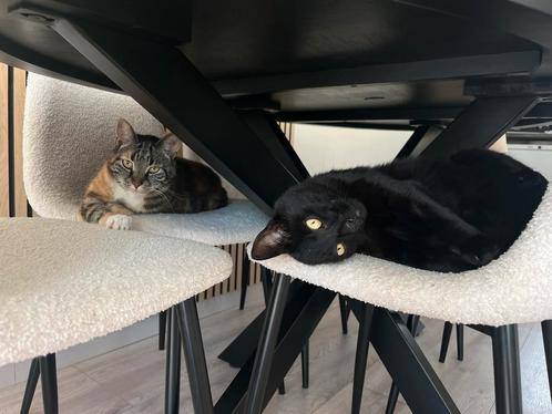 Poes en kater herplaatsing, Dieren en Toebehoren, Katten en Kittens | Overige Katten, Meerdere dieren