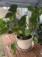 Monstera in grote aardewerk pot., Vaste plant, Bloeit niet, Halfschaduw, Ophalen