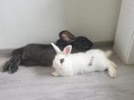 Baby konijntjes te koop, Geslacht onbekend, Groot, 0 tot 2 jaar