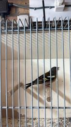 Man vink, Dieren en Toebehoren, Vogels | Overige Vogels, Mannelijk, Geringd