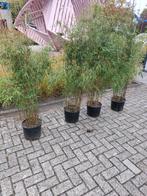 Bamboe  fargesia, Tuin en Terras, Ophalen, Bloeit niet, Overige soorten, Halfschaduw