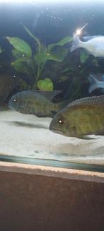 Hoplachus psittacus, Dieren en Toebehoren, Vis