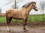 Super leuke pony ruin, Dieren en Toebehoren, Pony's, Ruin, C pony (1.27m tot 1.37m), Gechipt, 7 tot 10 jaar