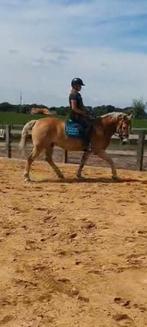 Instructeur aangeboden, Dieren en Toebehoren, Ophalen of Verzenden