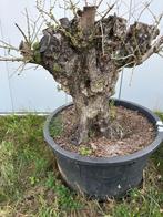boomstam, Ophalen, Tuin, Gebruikt, Rond