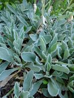 Prikneus lychnis wit, Tuin en Terras, Planten | Tuinplanten, Volle zon, Vaste plant, Zomer, Ophalen