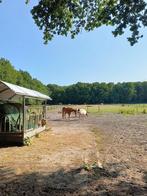 Paddock paradise Soest, Dieren en Toebehoren, Stalling en Weidegang