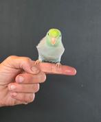 Forpus / mus papegaai, Dieren en Toebehoren, Vogels | Parkieten en Papegaaien, Mannelijk, Papegaai