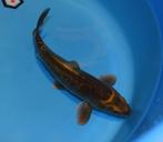 Kabuto 47-53 cm Sansai, Karper of Koi