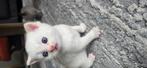 Kittens zoeken nestje. Kruising ragdoll Britse korthaar., Dieren en Toebehoren, Katten en Kittens | Raskatten | Langhaar, Meerdere dieren