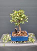 Bonsai ELM Ulmus Bol / chinese iep bol /chinese ELM, Bloeit niet, Halfschaduw, Minder dan 100 cm, Overige soorten