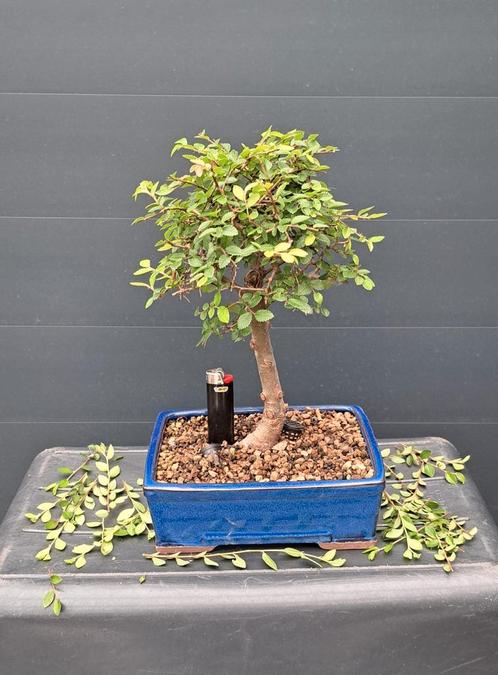Bonsai ELM Ulmus Bol / chinese iep bol /chinese ELM, Tuin en Terras, Planten | Bomen, Overige soorten, Minder dan 100 cm, Halfschaduw