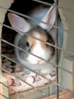 Dwergkonijn, Dieren en Toebehoren, Konijnen, Mannelijk, Dwerg