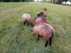 Blauwe texelaar dekrammen, Dieren en Toebehoren, Schapen, Geiten en Varkens, Vrouwelijk, Schaap