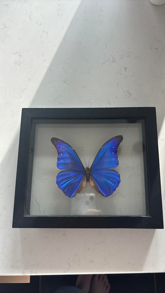 Mooie vlinder in lijst, Antiek en Kunst, Ophalen of Verzenden