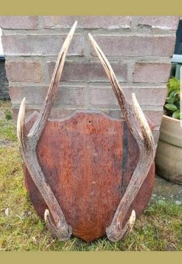 Prachtige Rusa Sambar hert trofee ! Geweien op eiken houten
 beschikbaar voor biedingen