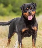 Rotweiler Gezocht! fel en echt goed waaks,, Dieren en Toebehoren, CDV (hondenziekte), Reu, 1 tot 2 jaar, Eén hond