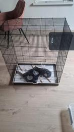 Vogelkooi(zebravinken), Dieren en Toebehoren, Ophalen, Metaal, Vogelkooi