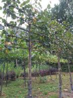 Leilindes, Leiboom, 250 tot 400 cm, Zomer, Ophalen
