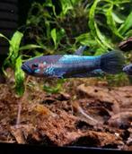 Wilde betta ocellata, Dieren en Toebehoren, Vissen | Aquariumvissen, Vis, Zoetwatervis
