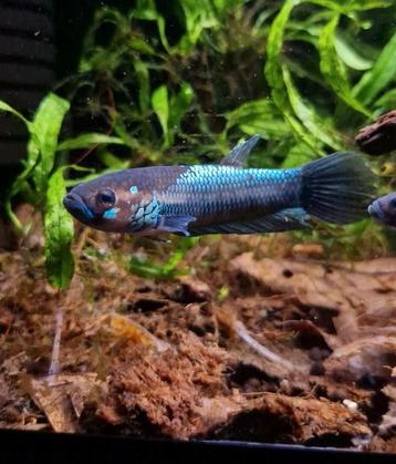 Wilde betta ocellata beschikbaar voor biedingen