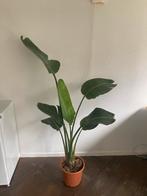 Strelitzia nicolai 160 cm, Ophalen, Halfschaduw, 150 tot 200 cm