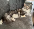 mooie maincoon poes bieden vanaf 600,00, Dieren en Toebehoren, Katten en Kittens | Raskatten | Langhaar, Poes, Gechipt, 0 tot 2 jaar