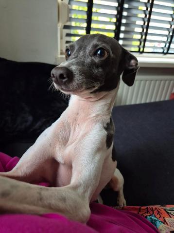 Italiaans windhondje Teef beschikbaar voor biedingen