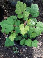 Biologisch geteelde Japanse wijnbes., Tuin en Terras, Planten | Tuinplanten, Zomer, Ophalen of Verzenden, Volle zon