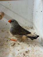 Te koop mooie grijze zebravink pop 2025, Dieren en Toebehoren, Vogels | Overige Vogels, Vrouwelijk, Tropenvogel