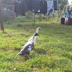 Koppel indische loopeenden  onverwant, Dieren en Toebehoren, Pluimvee, Meerdere dieren, Eend