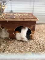 2 cavia’s incl. alle toebehoren, Mei, Mannelijk, Cavia