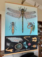 Schoolplaat Libelle 92 x 125 cm dragonfly vintage retro, Antiek en Kunst, Natuur en Biologie, Ophalen of Verzenden