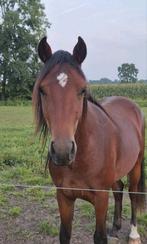 Knappe goed bewegende D-Pony ruinen 2,5 + 3,5 jaar, Gechipt, Ruin, Dressuurpony, 3 tot 6 jaar