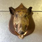 OPRUIMING Vintage taxidermie Franse wild zwijn kop, Verzamelen, Dierenverzamelingen, Ophalen, Gebruikt, Wild dier, Opgezet dier