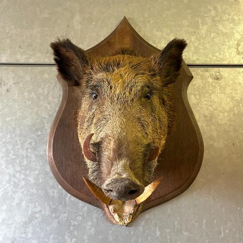OPRUIMING Vintage taxidermie Franse wild zwijn kop, Verzamelen, Dierenverzamelingen, Gebruikt, Opgezet dier, Wild dier, Ophalen