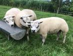 Texelaar rammen te koop!, Dieren en Toebehoren, Schapen, Geiten en Varkens, Mannelijk, Schaap, 0 tot 2 jaar