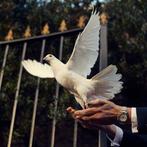 Witte postduiven (bezorgen mogelijk), Dieren en Toebehoren, Vogels | Duiven, Meerdere dieren, Postduif