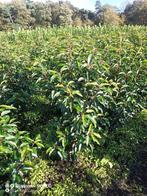 Portugese laurier Prunus l angustifolia 60-80cm 80-100cm, Ophalen of Verzenden, Laurier, Struik, 100 tot 250 cm