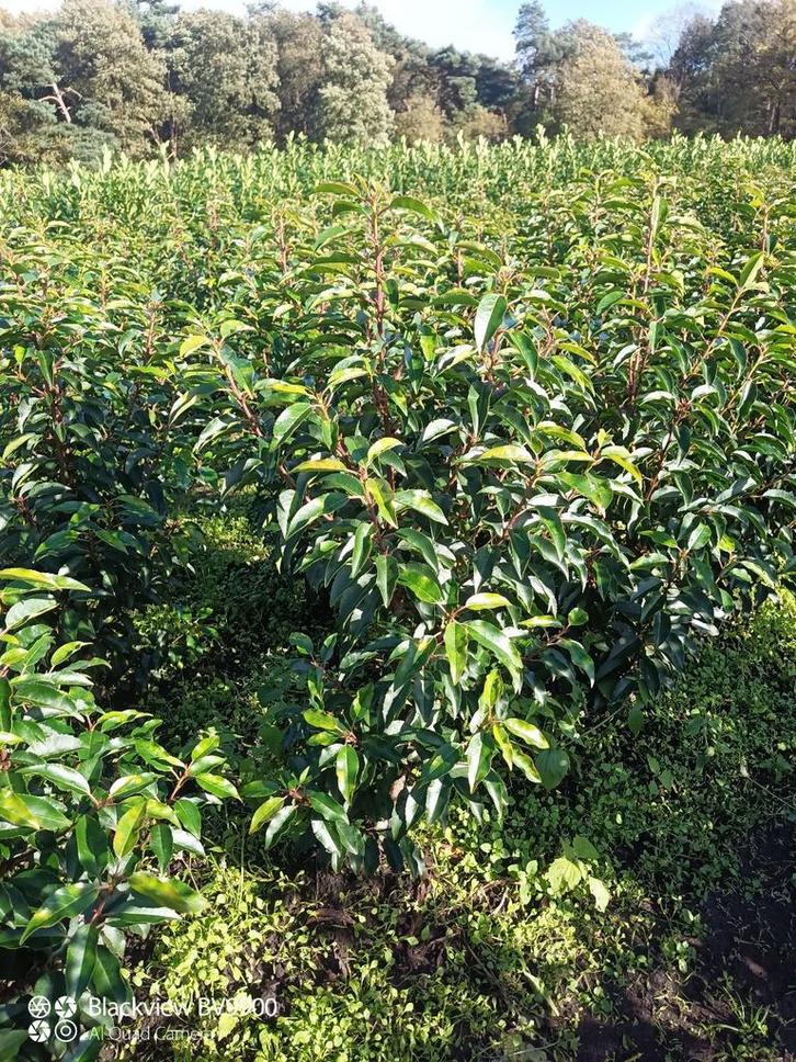 Portugese laurier Prunus l angustifolia 60-80cm 80-100cm, Tuin en Terras, Planten | Struiken en Hagen, Struik, Laurier, 100 tot 250 cm
