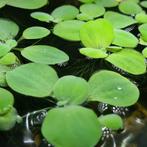 Drijfplanten - Pistia stratiotes (dwerg watersla), Dieren en Toebehoren, Vissen | Aquaria en Toebehoren, Ophalen, Nieuw, Plant(en), Steen of Hout