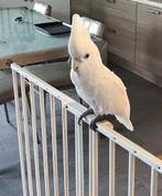 Mega tamme jonge ducorps Kakatoe, Dieren en Toebehoren, Meerdere dieren, Papegaai, Pratend