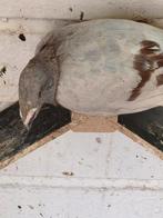 Exenbition homers, Meerdere dieren, Overige soorten