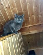 Ragdoll kitten solit mogen meteen weg, Meerdere dieren