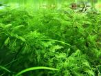 Aquariumplanten - Myriophyllum Green, Ophalen of Verzenden, Nieuw, Plant(en), Steen of Hout