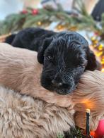 Prachtige labradoodle pups te koop, Dieren en Toebehoren, 8 tot 15 weken, Meerdere, Meerdere dieren, Nederland