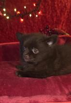 Leuke fluffy pomeriaan pups 🐶, Dieren en Toebehoren, Honden | Chihuahua's en Gezelschapshonden, Overige rassen, CDV (hondenziekte)