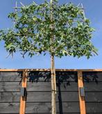 Liquidambar  Schermboom /  Leiboom  stamomtrek 16-18 cm, Ophalen of Verzenden, Halfschaduw, Leiboom, 250 tot 400 cm